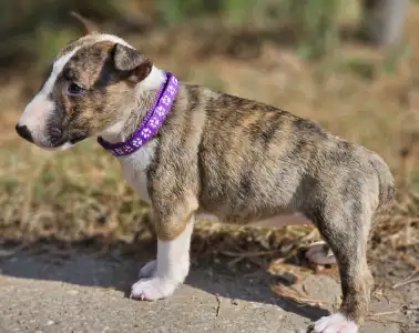 Miniatűr bullterrier - Piszok