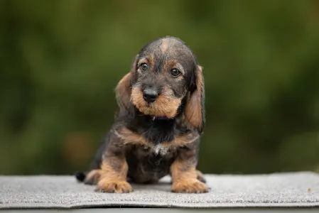 Jamnik - Pearls Of Seven Hills Bella