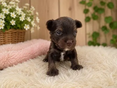 Yorkshire Terrier - Lizbeth