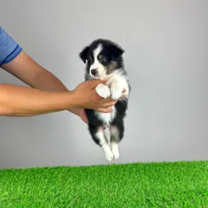 Australian Shepherd - Vectra 