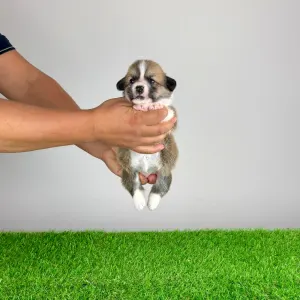 Welsh Corgi Pembroke - Blanca