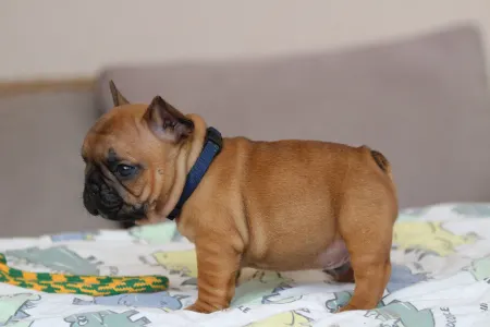 Französische Bulldogge - Usagi