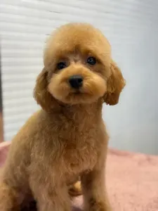 Poodle Toy - Barby