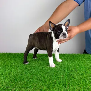 Boston Terrier - Doreen