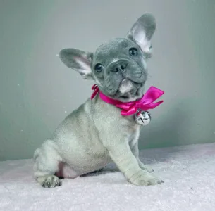 Francia bulldog - Jessica