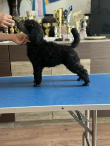 Poodle Standard - Silver Female