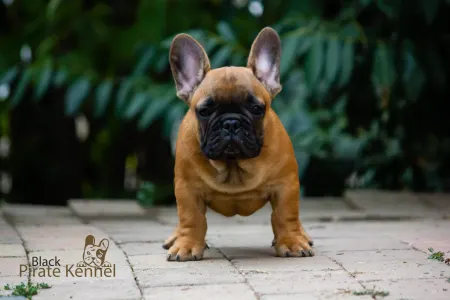 Französische Bulldogge - Black Pirate