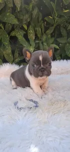 Bouledogue français - Dáriusz 