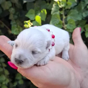 West Highland White Terrier - Agnes