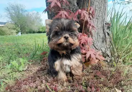 Yorkshire Terrier - Shelly