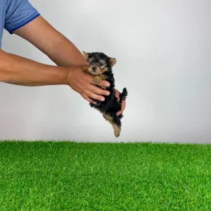 Yorkshire Terrier - Yilma