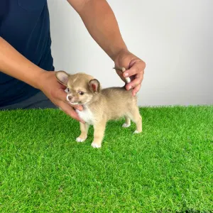 Chihuahua - Kwai