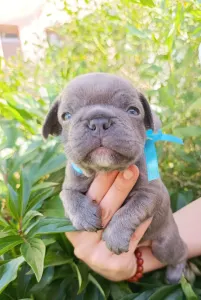 Francia bulldog - Nico
