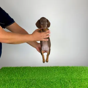 Dachshund - Chubby