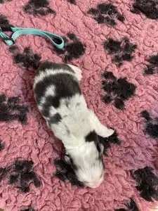 Border Collie - Kék Nyakörv/blue Merle Kan