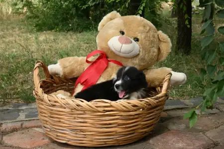 Border Collie - Dazzling Borders Braveheart