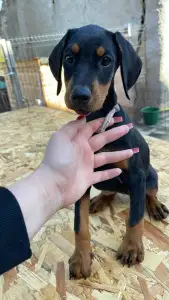 Dobermann - Nagendra Black Dhalia