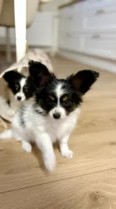 Papillon - Angyali Pillangó Bíborka