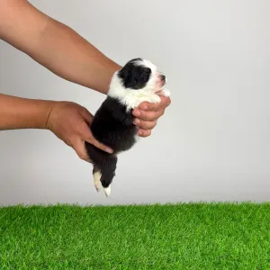 Australian Shepherd - Eldorado