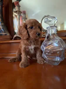 Cavapoo - Cavapoo M