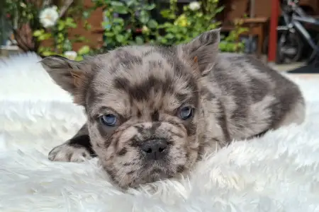 French Bulldog - Grace