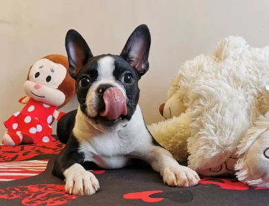 Boston Terrier - Wide Wings Black