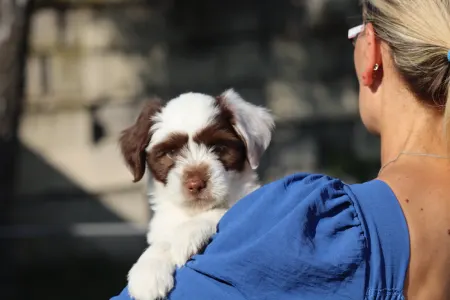 Tibetan Terrier - James Bond
