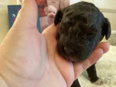 Lagotto Romagnolo - Bizsu