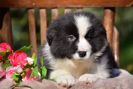Border Collie - Flockmaster