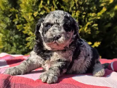 Cavapoo - Cedrick