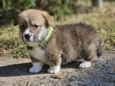 Welsh Corgi Pembroke - Lui