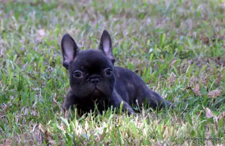 Bouledogue français - Barney
