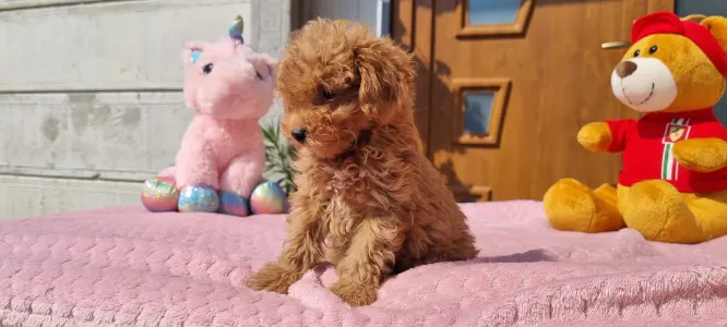 Caniche Toy - Cuki