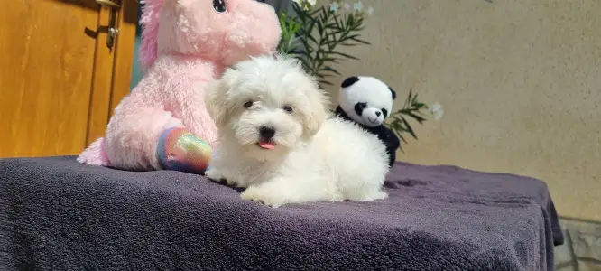 Maltipoo - Toffee