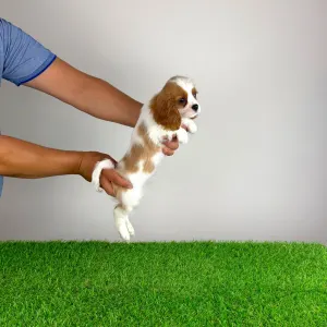 Cavalier King Charles spániel - Patton