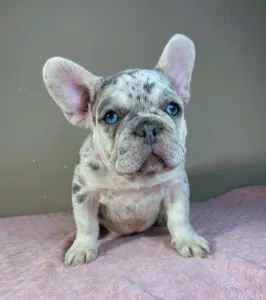 French Bulldog - Anastasia