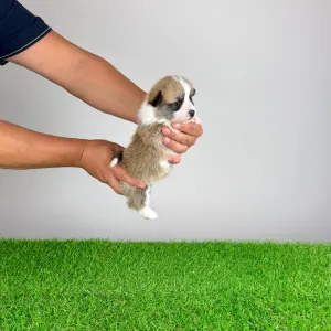 Welsh Corgi Pembroke - Barbarella