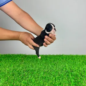 Boston Terrier - Yummy