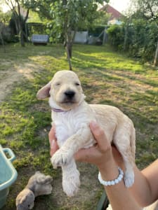 Střední pudl - Giant Miracles Poodle Kennel