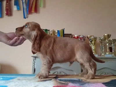 Angol Cocker spániel - Choco 