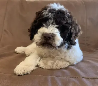 Lagotto romagnolo -  Gabriele