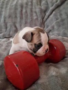 Bulldog francez - Hulk From Lilis Breed
