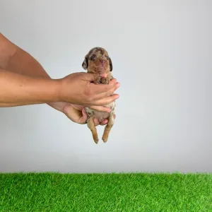 Teckel - Doggy