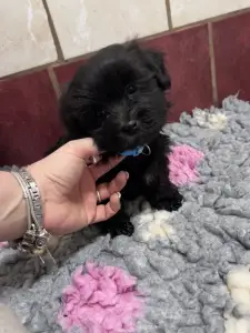 Bolończyk kolorowy - Arkadij