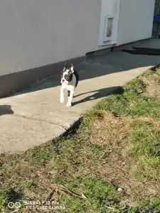 Boston terier - Bon-Bon