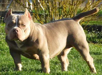 American Bully - Pocket - Ghostface Fighters Kennel