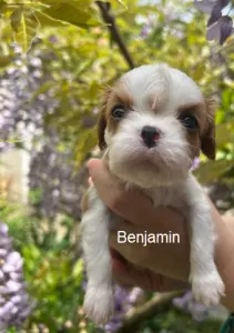 Cavalier King Charles Spaniel - Benjamin