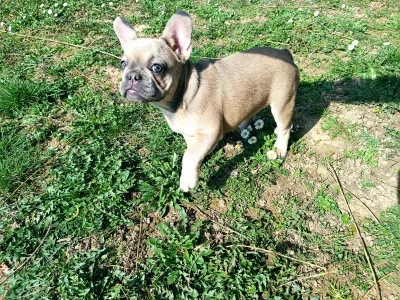 Französische Bulldogge - Betty