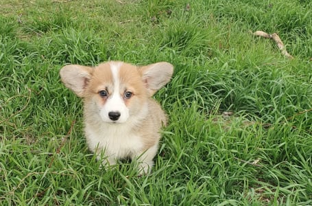 Welsh Corgi Pembroke - Wien