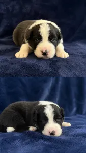 Border Collie - Fields Of Treasure Standing Ovation